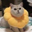 Pet Collar Anti-Bite Surgery Anti-Lick Wound Healing Protection Sunflower CHK12N Carousel 21