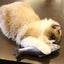 Cat Electric Fish Toy Pet 3D Simulation Fish Soft Plush Shaking Fish Toy CHK12N Carousel 6