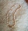 Pearl necklace very good lustre Carousel 6