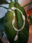 Unique designed pearl and mother of pearl necklace Carousel 1