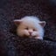 Non finished Relaxed DIY KIT Handmade Pocket Animal Pet Doll Toy Wool Nee CHK12N Carousel 6