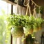 S Shaped Hooks Small Metal for Hanging Plants Mini Ornament Hooks Black Hangers Carousel 4