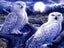 HUACAN 5d Diy Diamond Painting Owl Animal Diamond Art Full Drill Embroide CHK12N Carousel 8