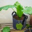 NEW 3 Gallon New Plant Grow Bags Garden Growing Grey Fabric Pot - 25 x 22cm Carousel 13