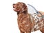 Pet Dog Shower Head NZ Clearance Carousel 3