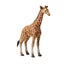 CollectA African Wildlife - 20 piece set Carousel 3