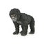 CollectA African Wildlife - 20 piece set Carousel 15