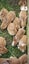 pure Flemish Giant kits Carousel 2