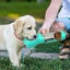 Dog Travel Water Bottle Outdoor Pet Water Dispenser Free Shipping | Local Stock Carousel 8