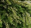 Lonicera Nitida Aurea x 50 Carousel 2