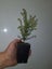 Lonicera Nitida Aurea x 50 Carousel 1
