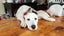 Rescue Puppy Pepper Carousel 3