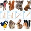 NEW Needle Felting Kit Sale Sale Carousel 3