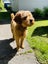 Cavoodle stud Carousel 6