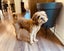 Cavoodle stud Carousel 5