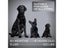 PTN NEW Anti Bark Dog Trainer Sale Sale Sale Carousel 7