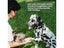 PTN NEW Anti Bark Dog Trainer Sale Sale Sale Carousel 8