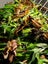 Locusts - Large 25 Pack Carousel 1