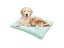 43x30cm Double-Sided Pet Bed Mat Sensory Pet Mat Pet Nest Pad - Green Carousel 1