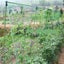 PTN NEW Garden Netting Sale Sale Carousel 4