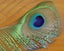 Feathergirl: Complete Peacock Tail $1 Reserve Carousel 8