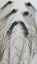 100 Mixed Sword and Sword Eye Feathers by Feathergirl Carousel 4