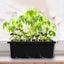 Seedling Trays Plant Growing Box Mini Propagator Greenhouse 2042501 Carousel 8