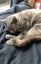 Missing cat Mt Eden Carousel 4