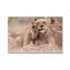 DIY Paint By Number Animals - In Stock In NZ - Limited Quantities left Carousel 4