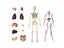 Human Anatomy 1:6 Translucent Person 4D Master Assembling Toy Human Body Organ Carousel 9
