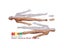 Human Anatomy 1:6 Translucent Person 4D Master Assembling Toy Human Body Organ Carousel 10