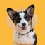 DOG COLLAR - CHECK RECOVERY COLLAR - LARGE 38-50CM NECK 25CM Carousel 3