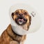 DOG COLLAR - CHECK RECOVERY COLLAR - LARGE 38-50CM NECK 25CM Carousel 4
