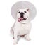 DOG COLLAR - CHECK RECOVERY COLLAR - LARGE 38-50CM NECK 25CM Carousel 5