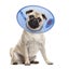 CALM PAWS PROTECTIVE E COLLAR - LARGE Carousel 2