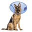 CALM PAWS PROTECTIVE E COLLAR - LARGE Carousel 5