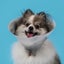 DOG COLLAR - BETSY RECOVERY COLLAR - EXTRA LARGE 45-56CM NECK 30CM Carousel 3