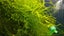 Java Moss Carousel 5