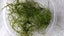 Java Moss Carousel 6