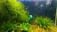 Java Moss Carousel 2