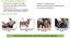 CLIX CARSAFE HARNESS LARGE Carousel 4