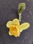 Animal figurines x 12 and a daffodil Carousel 8
