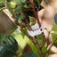 Plant Support Clips Tomato Hanging Trellis Connect Clips 50PCS Carousel 1