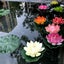6pcs Artificial Floating Lotu Colorful Fake Water Lily for Garden Pond Fish Tank Carousel 3