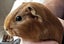 GUINEA PIG BABIES Carousel 2