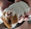 GUINEA PIG BABIES Carousel 3