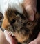 GUINEA PIG BABIES Carousel 4