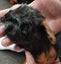 GUINEA PIG BABIES Carousel 5