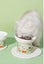 15-degree tilt Cat Ceramic Bowls Christmas Carousel 6