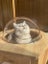 Cat Bed Oak Wood Cat House Cat Climbing Carousel 11